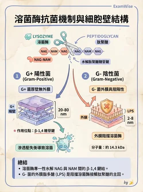 營養 - 食品腐敗微生物學 - AI 圖文解析預覽
