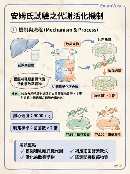 營養 - 食品安全性評估 - AI 圖文解析預覽