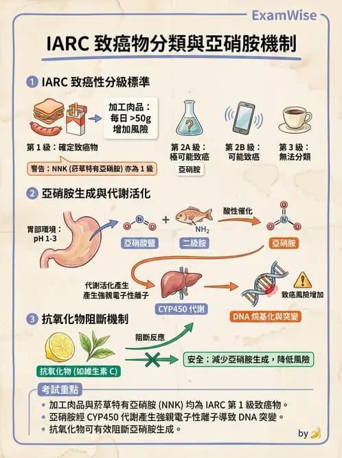 營養 - 食品安全性評估 - AI 圖文解析預覽
