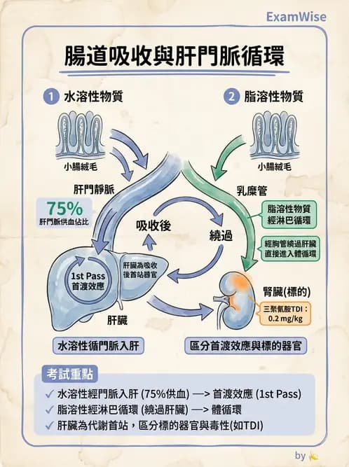 營養 - 消化系統生理學 - AI 圖文解析預覽