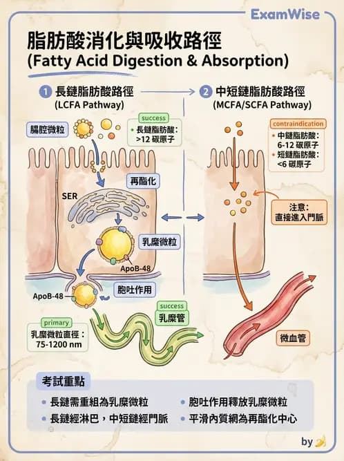 營養 - 消化系統生理學 - AI 圖文解析預覽