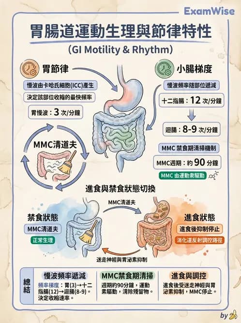 營養 - 消化系統生理學 - AI 圖文解析預覽