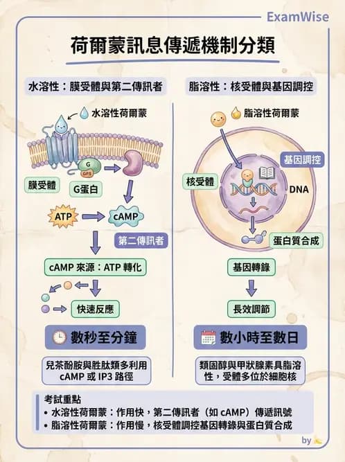 營養 - 內分泌與代謝生理學 - AI 圖文解析預覽