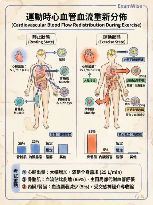 營養 - 心血管系統生理學 - AI 圖文解析預覽