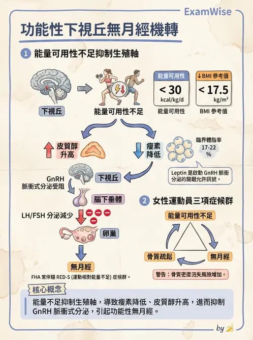 營養 - 生殖系統生理學 - AI 圖文解析預覽