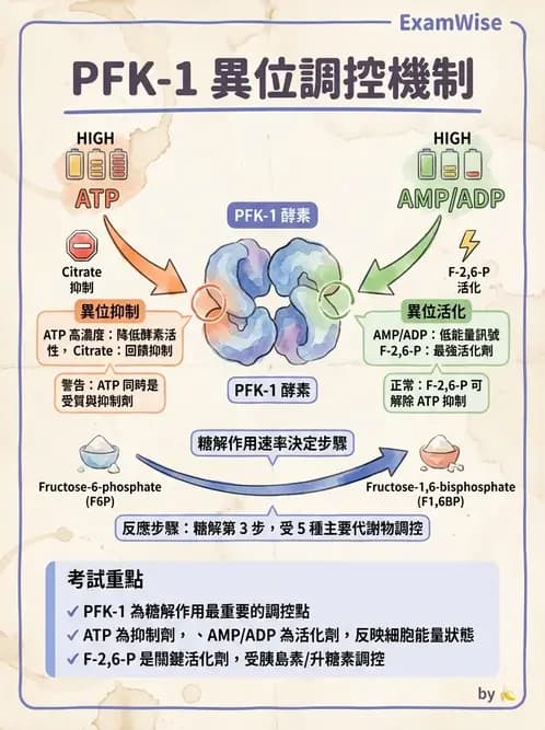 營養 - 醣類代謝 - AI 圖文解析預覽