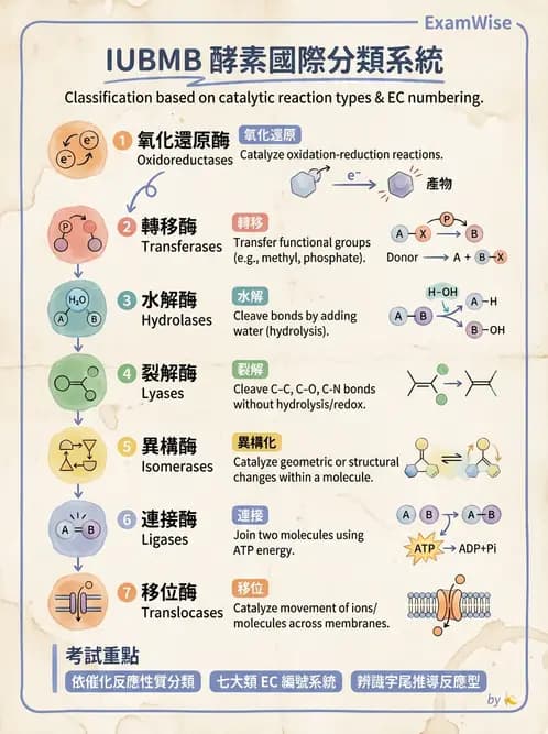 營養 - 酵素學基礎 - AI 圖文解析預覽