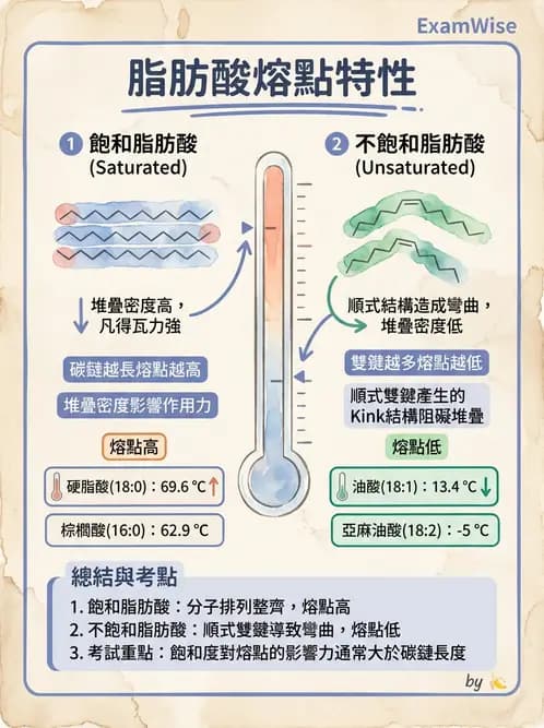 營養 - 脂質代謝 - AI 圖文解析預覽