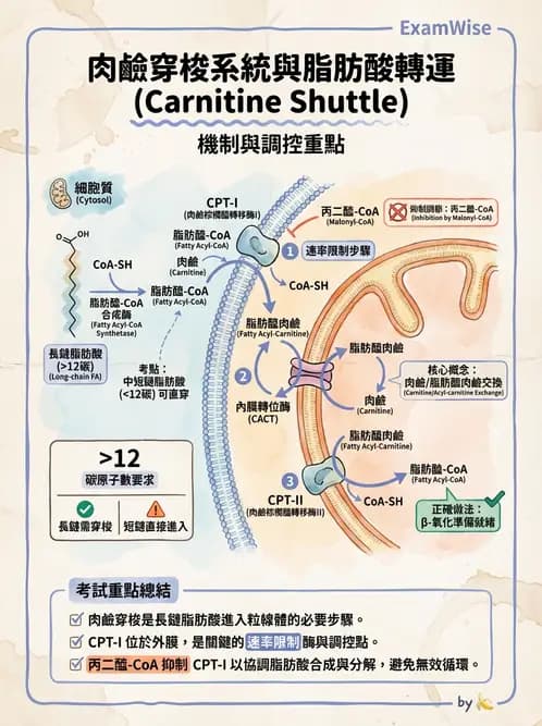 營養 - 脂質代謝 - AI 圖文解析預覽