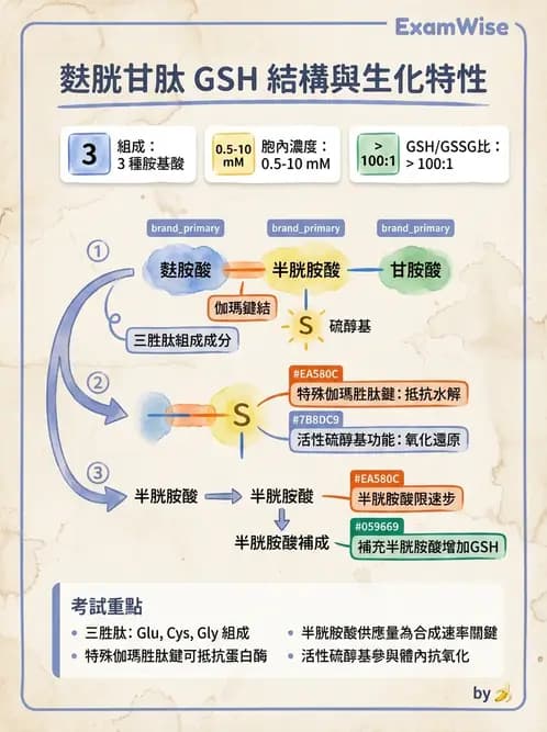 營養 - 蛋白質與胺基酸代謝 - AI 圖文解析預覽