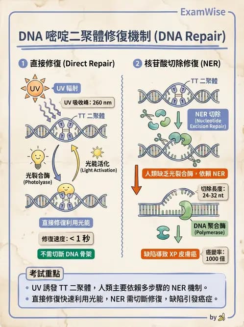 營養 - 核酸與基因表現 - AI 圖文解析預覽