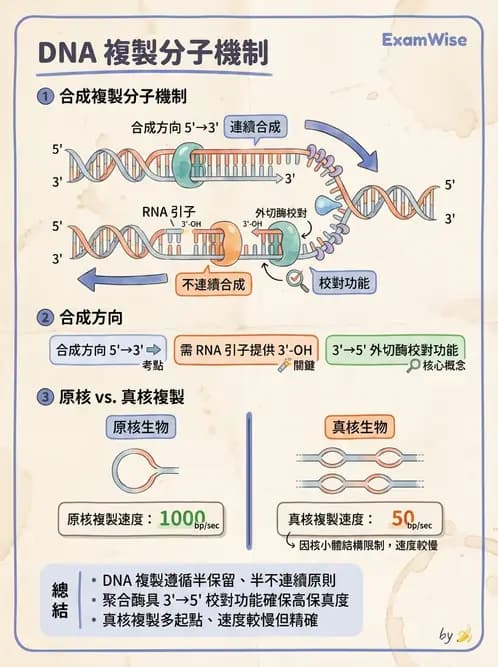 營養 - 核酸與基因表現 - AI 圖文解析預覽