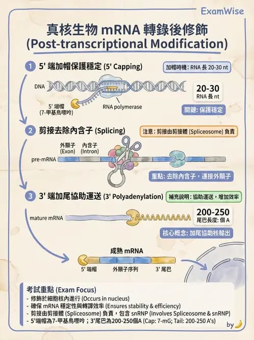營養 - 核酸與基因表現 - AI 圖文解析預覽