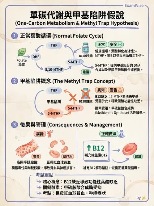 營養 - 蛋白質與胺基酸代謝 - AI 圖文解析預覽