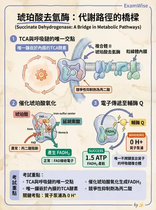 營養 - 能量代謝 - AI 圖文解析預覽