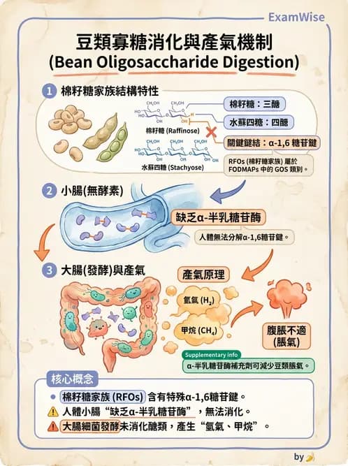 營養 - 醣類結構與膳食纖維 - AI 圖文解析預覽