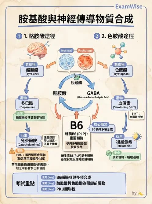 營養 - 胺基酸分類、功能與代謝 - AI 圖文解析預覽