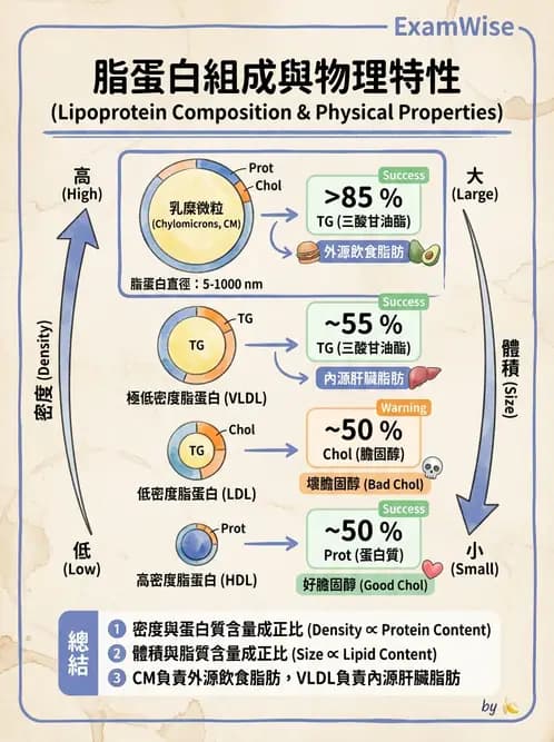 營養 - 脂蛋白與膽固醇代謝 - AI 圖文解析預覽