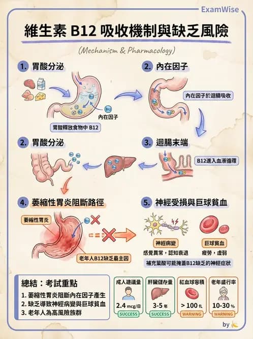 營養 - 單碳代謝與造血B群維生素 - AI 圖文解析預覽