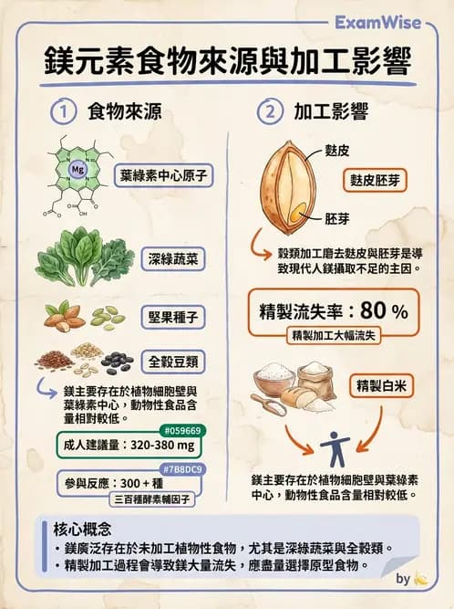 營養 - 巨量礦物質營養素 - AI 圖文解析預覽