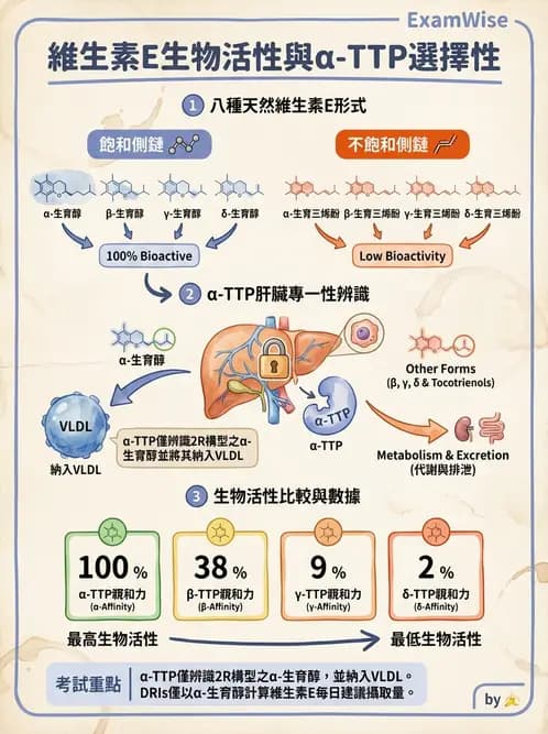營養 - 維生素E - AI 圖文解析預覽
