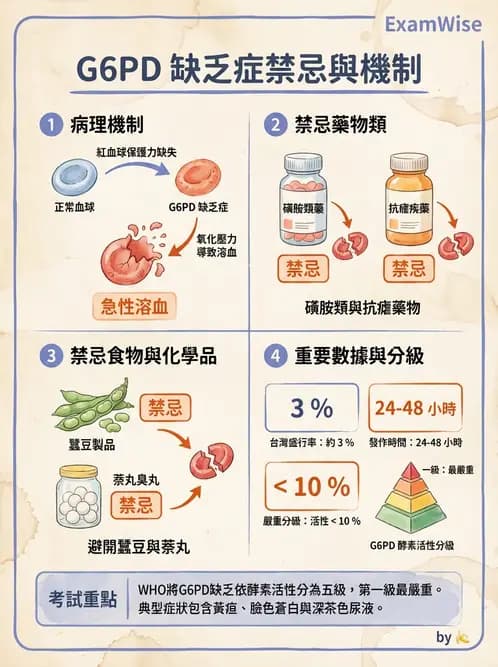 營養 - 藥物與營養素交互作用 - AI 圖文解析預覽