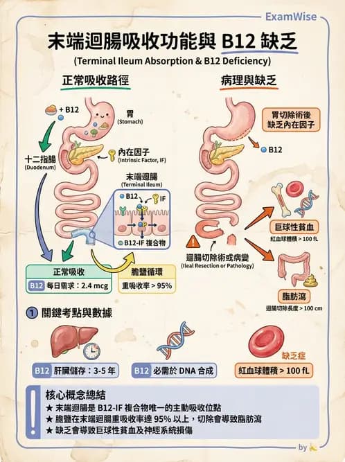 營養 - 腸胃道疾病 - AI 圖文解析預覽