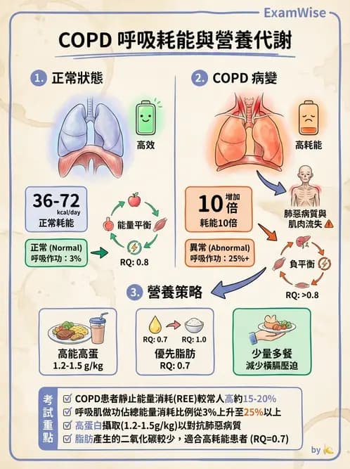 營養 - 呼吸系統疾病 - AI 圖文解析預覽