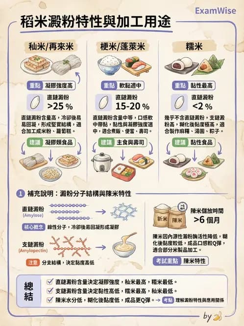 營養 - 穀類、澱粉與麵粉製備原理 - AI 圖文解析預覽