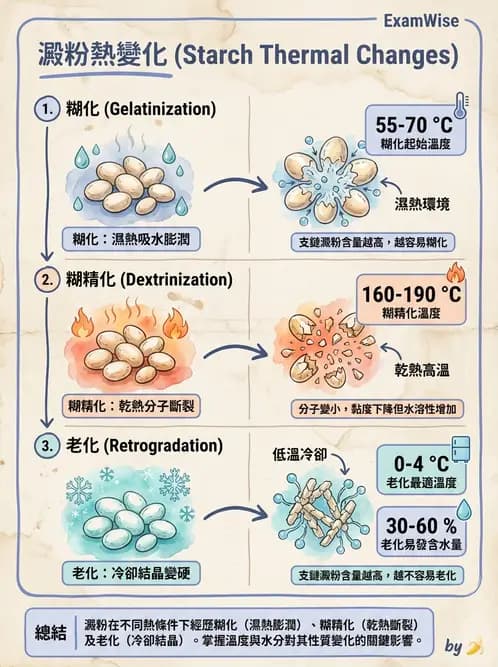 營養 - 穀類、澱粉與麵粉製備原理 - AI 圖文解析預覽