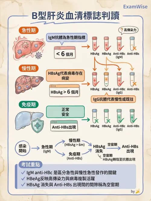 專師 - 肝炎與肝功能 - AI 圖文解析預覽