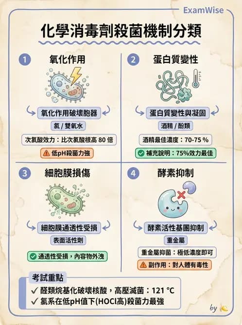 營養 - 食品用洗潔劑與殺菌消毒 - AI 圖文解析預覽