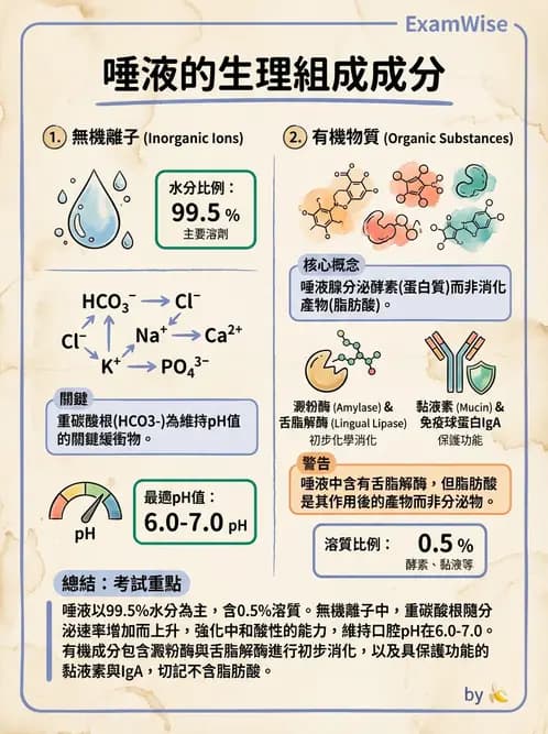 營養 - 消化系統生理學 - AI 圖文解析預覽