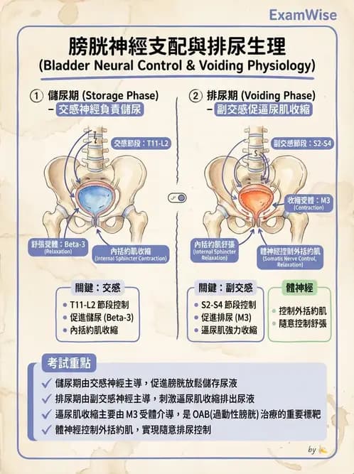 營養 - 腎臟與泌尿生理學 - AI 圖文解析預覽