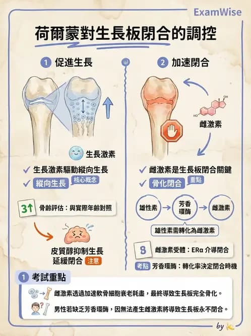 營養 - 內分泌與代謝生理學 - AI 圖文解析預覽