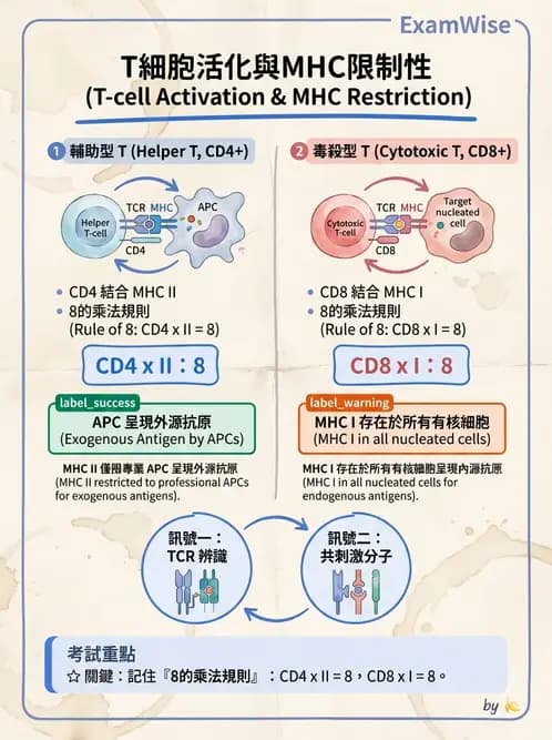 營養 - 血液與免疫 - AI 圖文解析預覽