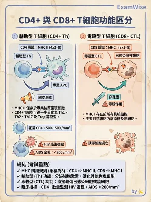 營養 - 血液與免疫 - AI 圖文解析預覽