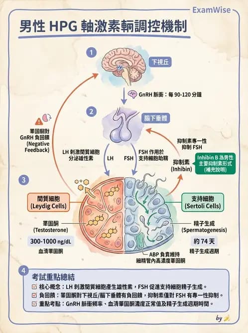 營養 - 生殖系統生理學 - AI 圖文解析預覽