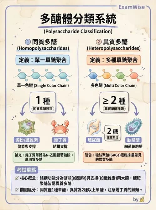 營養 - 醣類代謝 - AI 圖文解析預覽