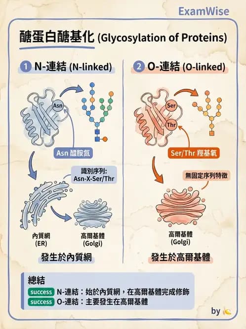 營養 - 蛋白質與胺基酸代謝 - AI 圖文解析預覽