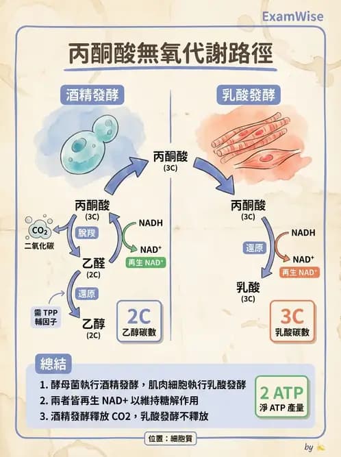 營養 - 醣類代謝 - AI 圖文解析預覽