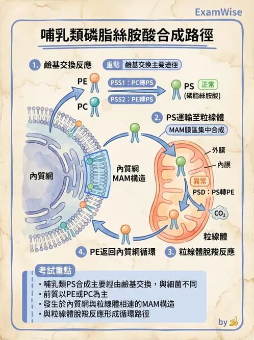 營養 - 脂質代謝 - AI 圖文解析預覽