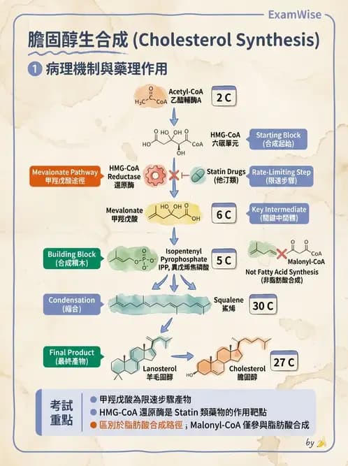 營養 - 脂質代謝 - AI 圖文解析預覽