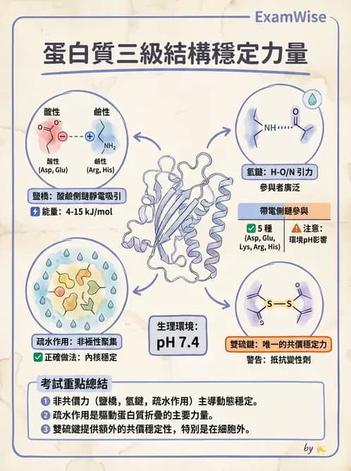 營養 - 蛋白質與胺基酸代謝 - AI 圖文解析預覽
