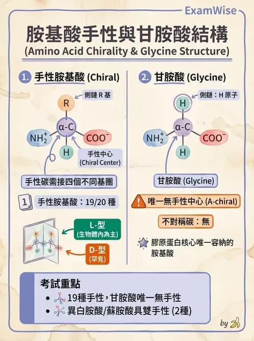 營養 - 蛋白質與胺基酸代謝 - AI 圖文解析預覽