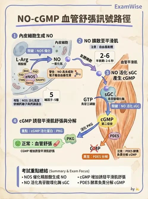 營養 - 細胞生理學 - AI 圖文解析預覽