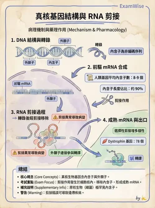 營養 - 核酸與基因表現 - AI 圖文解析預覽