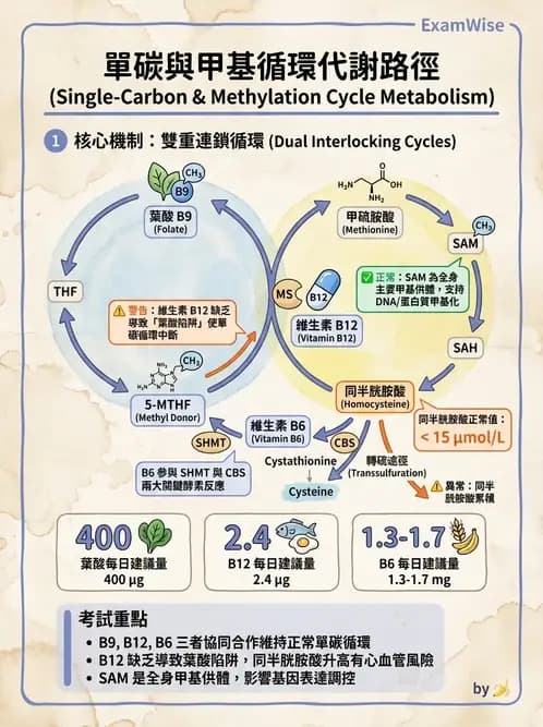 營養 - 蛋白質與胺基酸代謝 - AI 圖文解析預覽