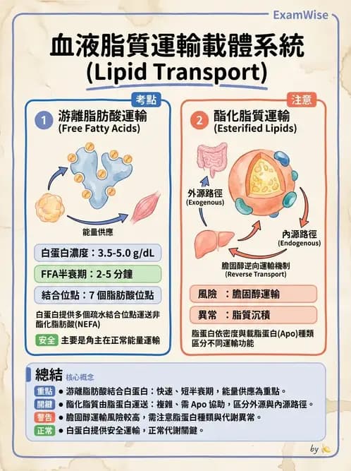 營養 - 脂蛋白與膽固醇代謝 - AI 圖文解析預覽