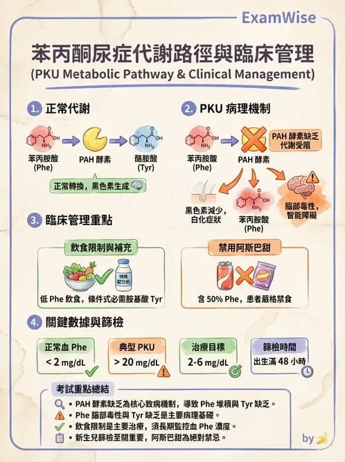 營養 - 胺基酸分類、功能與代謝 - AI 圖文解析預覽